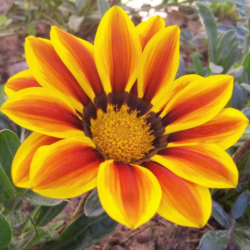 Gazania Big Kiss Yellow Flame F1 Seed