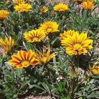 Gazania Big Kiss Yellow Flame F1 Seed