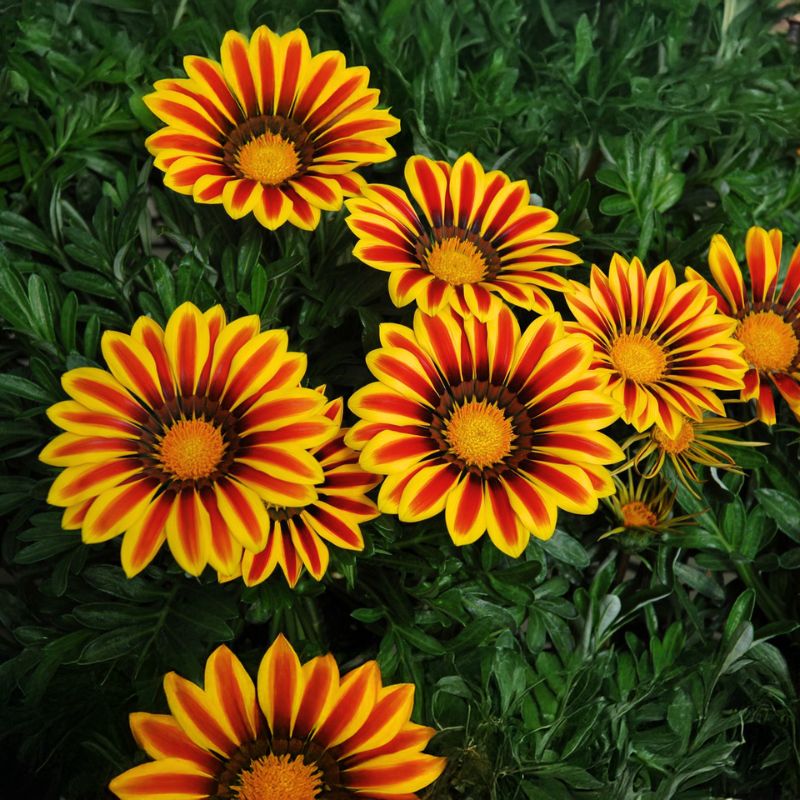 Gazania Big Kiss Yellow Flame F1 Seed