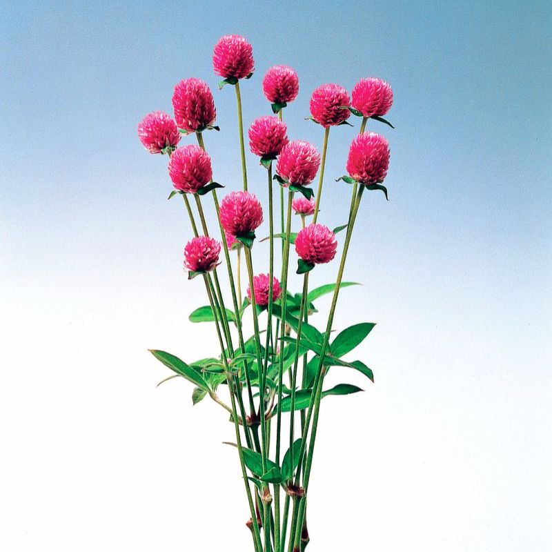 Gomphrena Audray Pink Seed