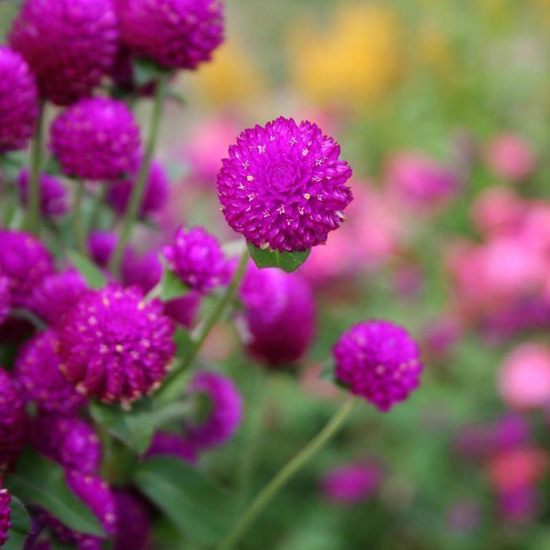 Gomphrena Audray Purple Red Seed