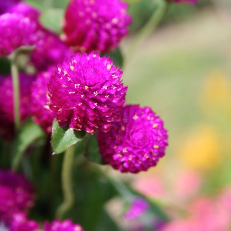 Gomphrena Audray Purple Red Seed