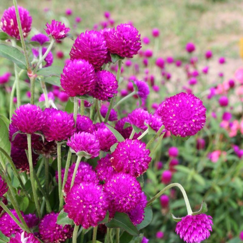 Gomphrena Audray Purple Red Seed