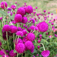 Gomphrena Audray Purple Red Seed