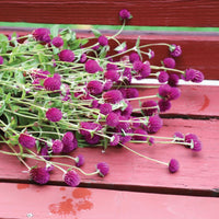 Gomphrena Audray Purple Red Seed