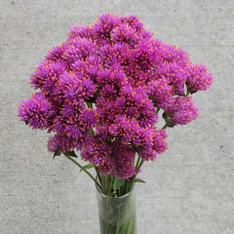 Gomphrena Fireworks Seed