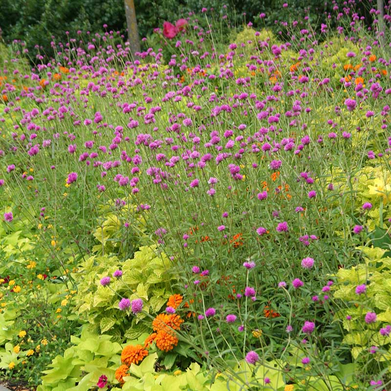 Gomphrena Fireworks Seed