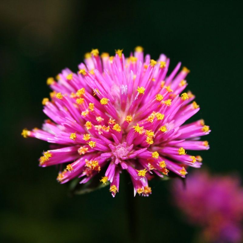 Gomphrena Fireworks Seed