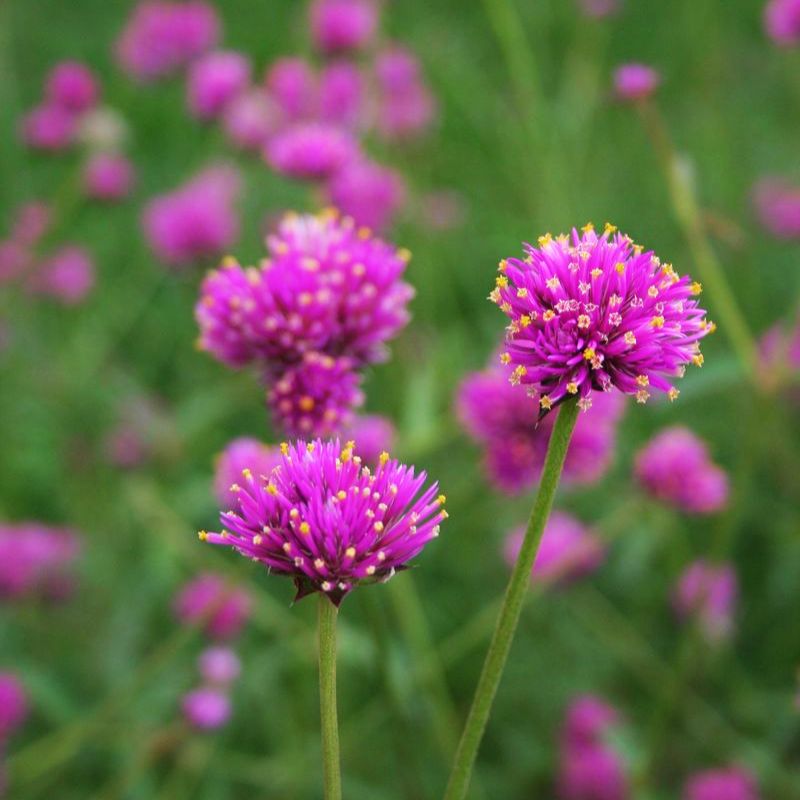 Gomphrena Fireworks Seed