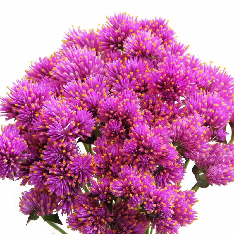 Gomphrena Fireworks Seed