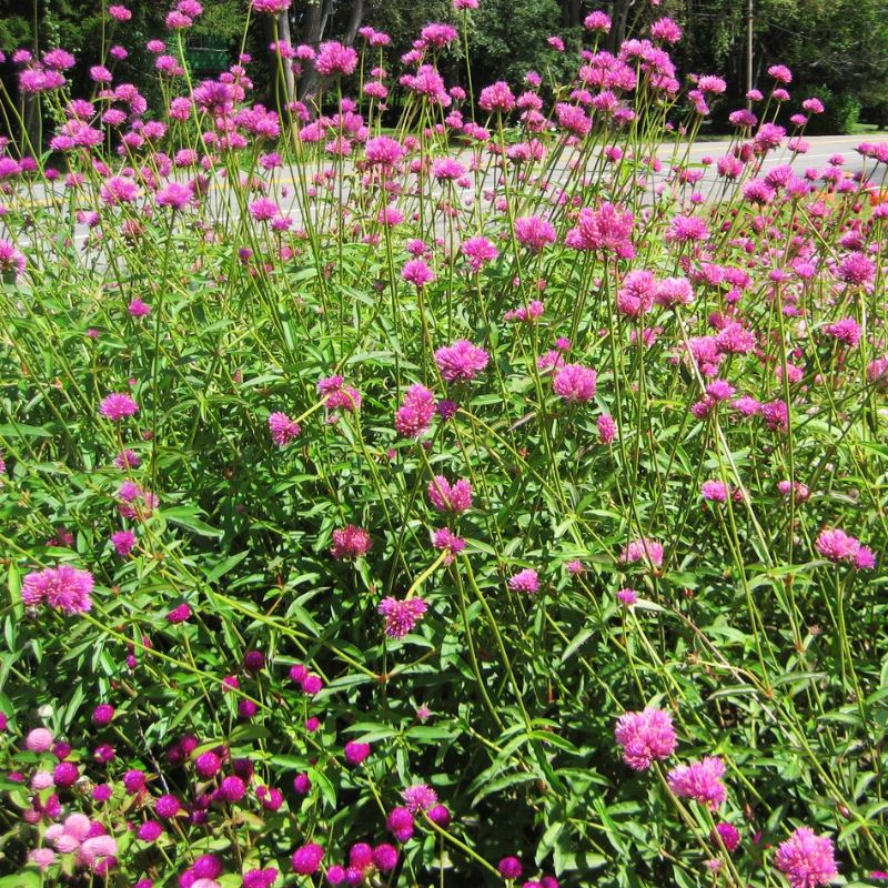 Gomphrena Fireworks Seed