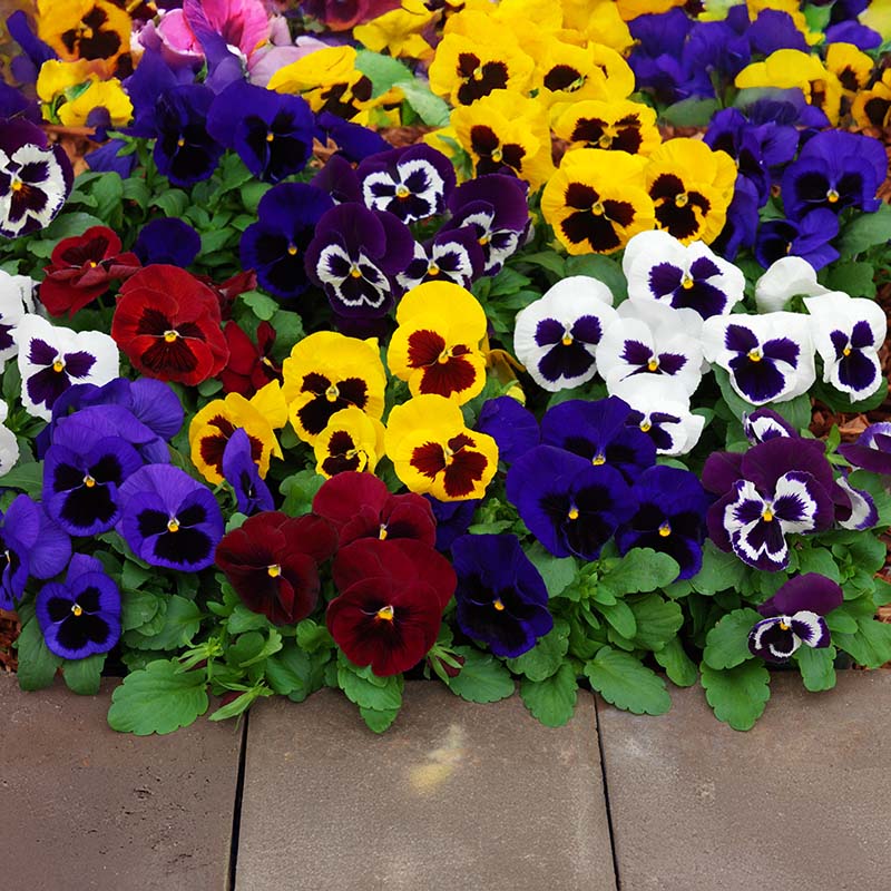 Pansy Mammoth Masquerade Mix F1 Seed