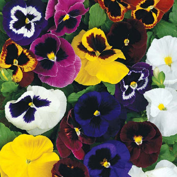 Pansy Mammoth Mix F1 Seed