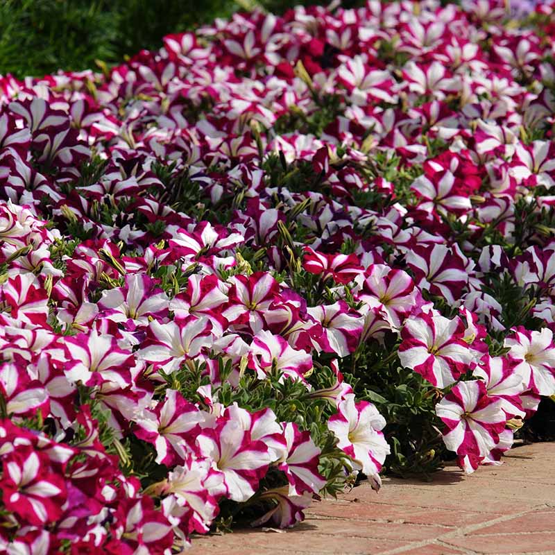 Petunia Easy Wave Burgundy Star F1 Seed