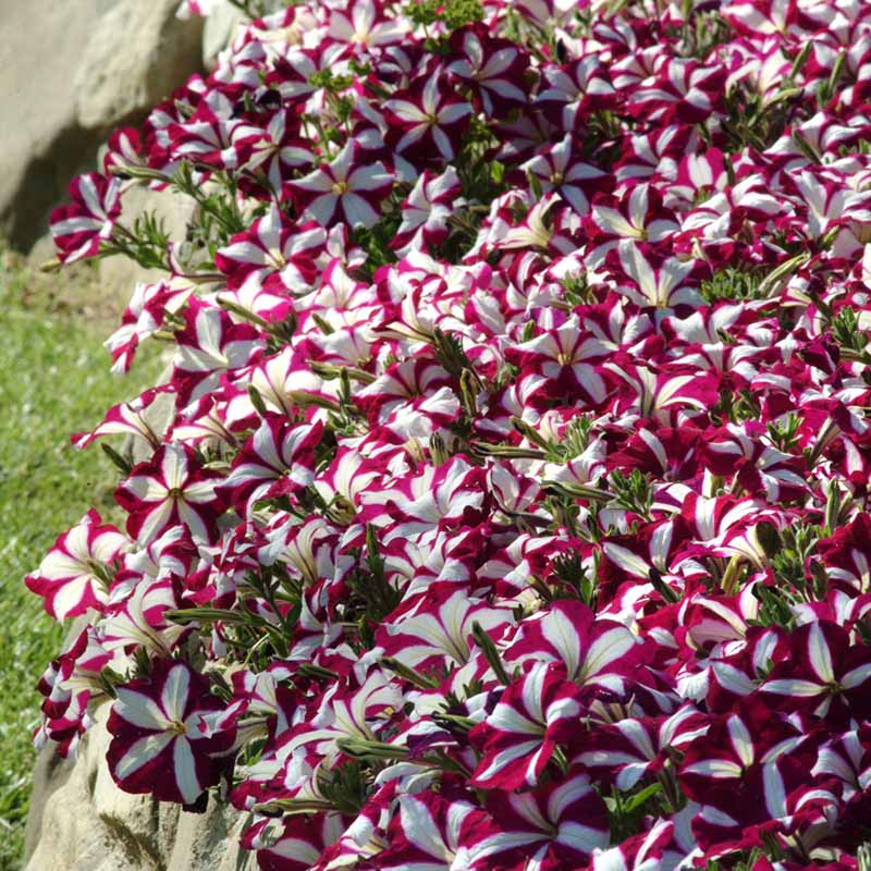 Petunia Easy Wave Burgundy Star F1 Seed