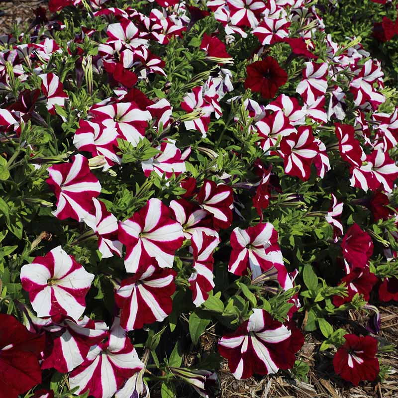 Petunia Easy Wave Burgundy Star F1 Seed