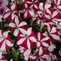 Petunia Easy Wave Burgundy Star F1 Seed