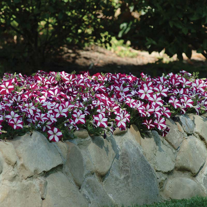 Petunia Easy Wave Burgundy Star F1 Seed