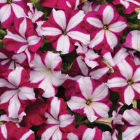 Petunia Easy Wave Burgundy Star F1 Seed