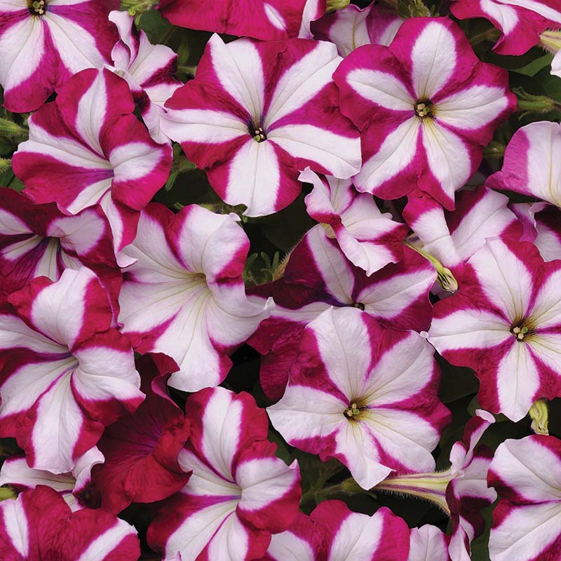 Petunia Easy Wave Burgundy Star F1 Seed