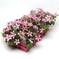 Petunia Easy Wave Burgundy Star F1 Seed