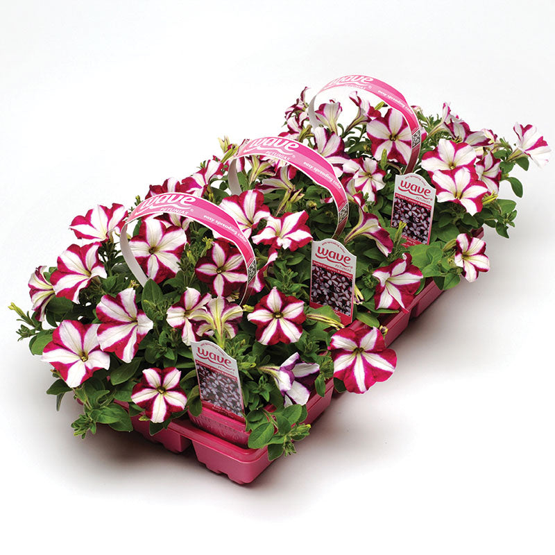 Petunia Easy Wave Burgundy Star F1 Seed