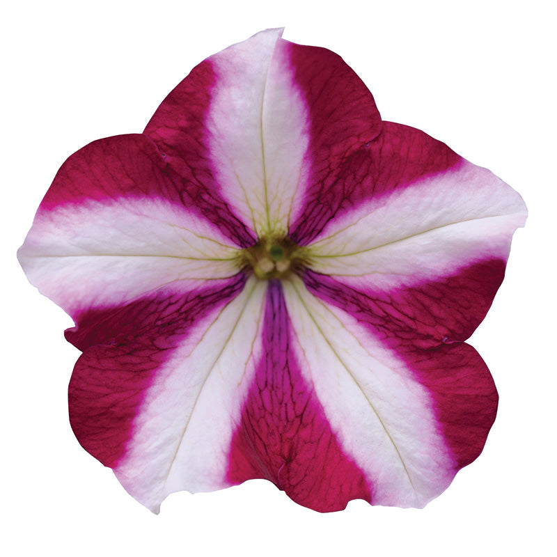 Petunia Easy Wave Burgundy Star F1 Seed