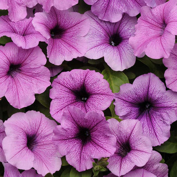 Petunia Easy Wave Plum Vein F1 Seed