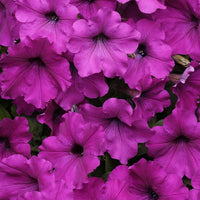 Petunia Easy Wave Violet F1 Seed