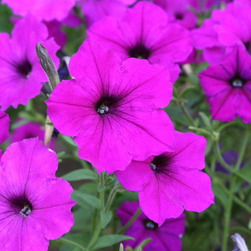 Petunia Easy Wave Violet F1 Seed