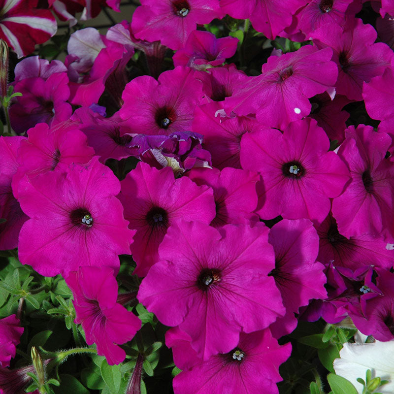 Petunia Easy Wave Violet F1 Seed