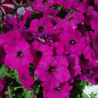 Petunia Easy Wave Violet F1 Seed