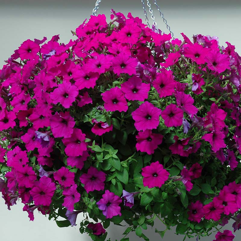 Petunia Easy Wave Violet F1 Seed