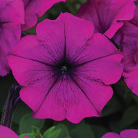 Petunia Easy Wave Violet F1 Seed