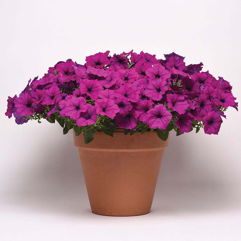 Petunia Easy Wave Violet F1 Seed