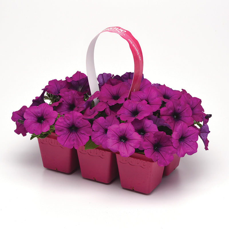 Petunia Easy Wave Violet F1 Seed