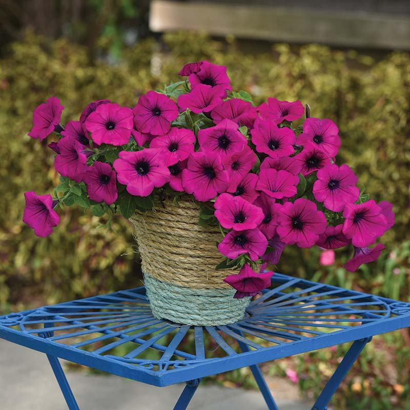 Petunia Easy Wave Violet F1 Seed