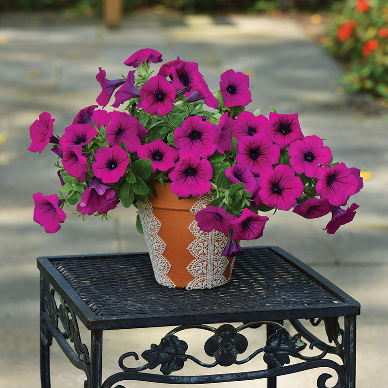 Petunia Easy Wave Violet F1 Seed