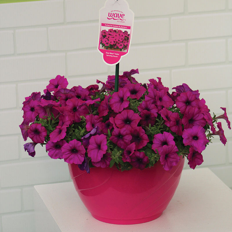 Petunia Easy Wave Violet F1 Seed