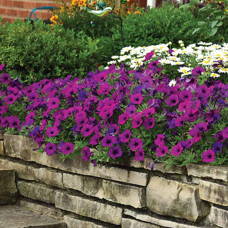 Petunia Easy Wave Violet F1 Seed