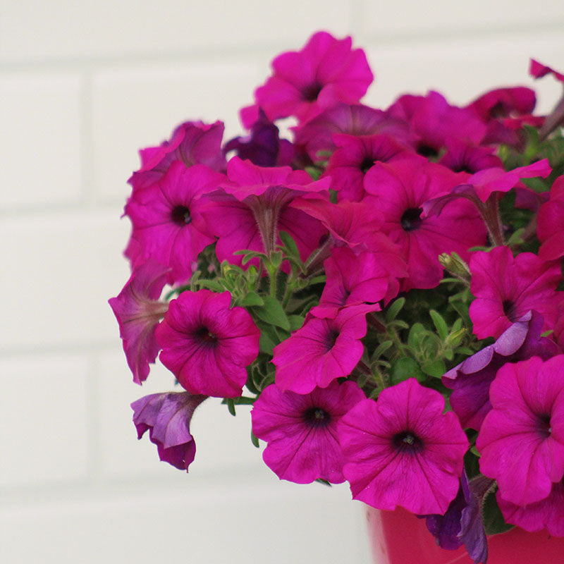 Petunia Easy Wave Violet F1 Seed