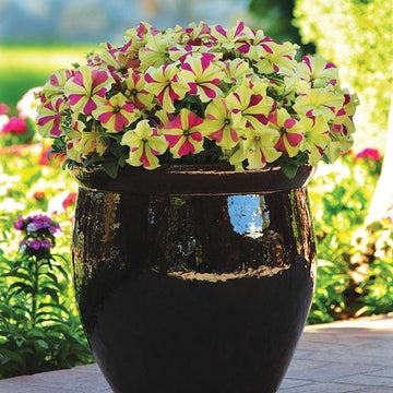 Petunia Sophistica Lime Bicolor Seed