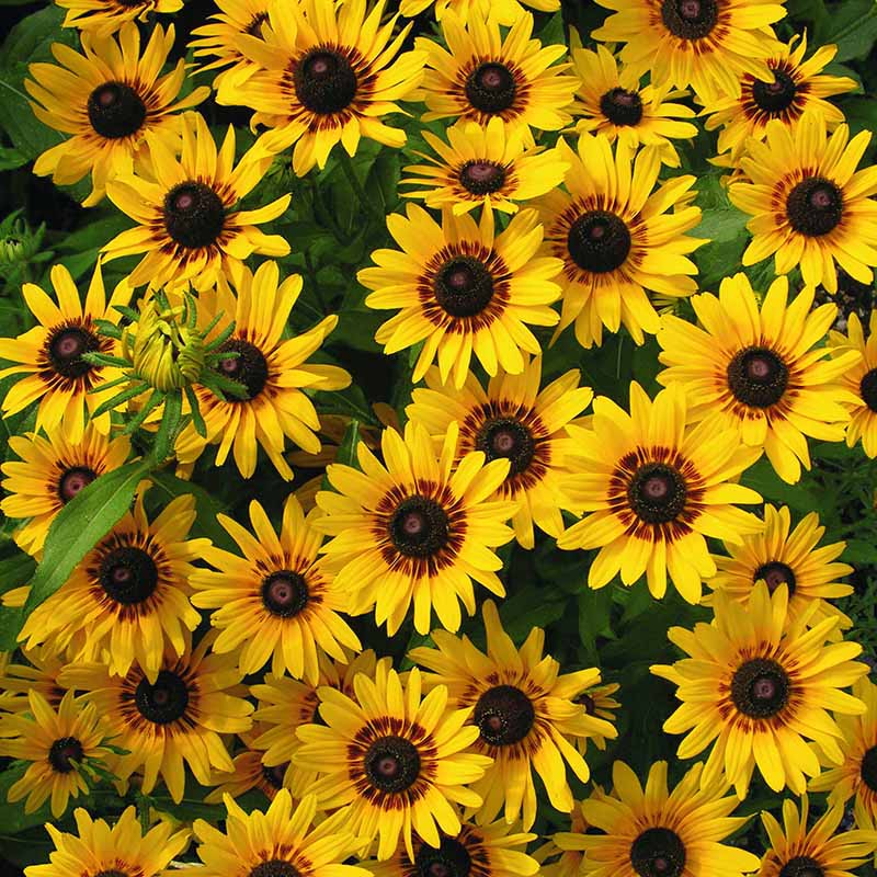 Rudbeckia Denver Daisy Seed