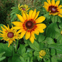 Rudbeckia Denver Daisy Seed