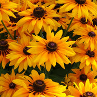 Rudbeckia Denver Daisy Seed