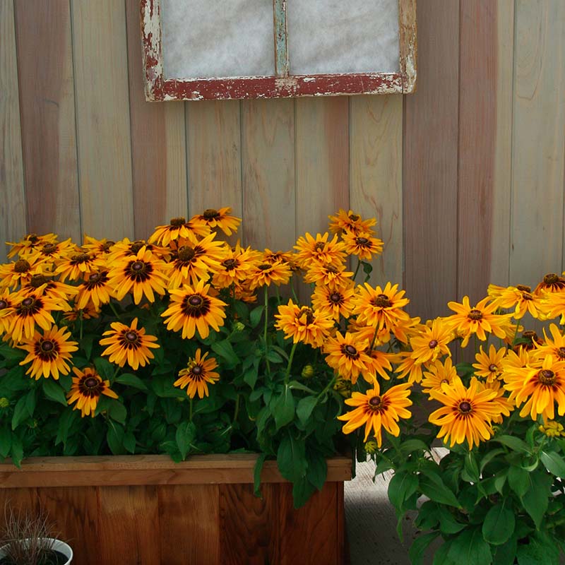 Rudbeckia Denver Daisy Seed