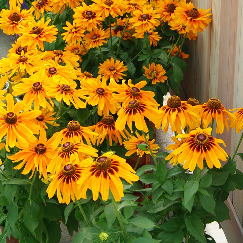 Rudbeckia Denver Daisy Seed