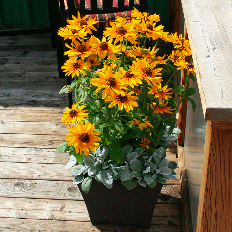 Rudbeckia Denver Daisy Seed