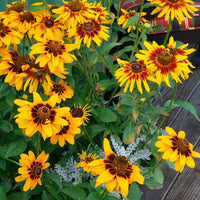 Rudbeckia Denver Daisy Seed