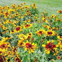 Rudbeckia Denver Daisy Seed